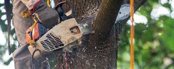 Best Commercial Tree Services  in Lincroft, NJ