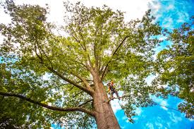 Best Seasonal Cleanup (Spring/Fall)  in Lincroft, NJ