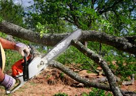 Best Palm Tree Trimming  in Lincroft, NJ