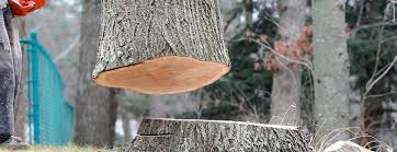 Best Tree and Shrub Care  in Lincroft, NJ