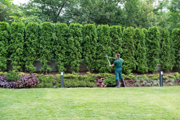 Best Lawn Maintenance Plans  in Lincroft, NJ