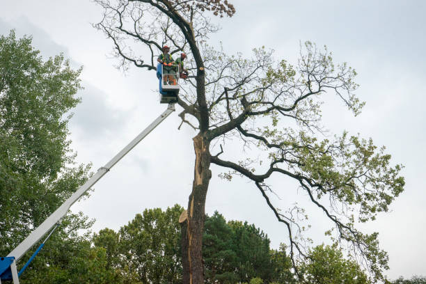 Best Leaf Removal  in Lincroft, NJ