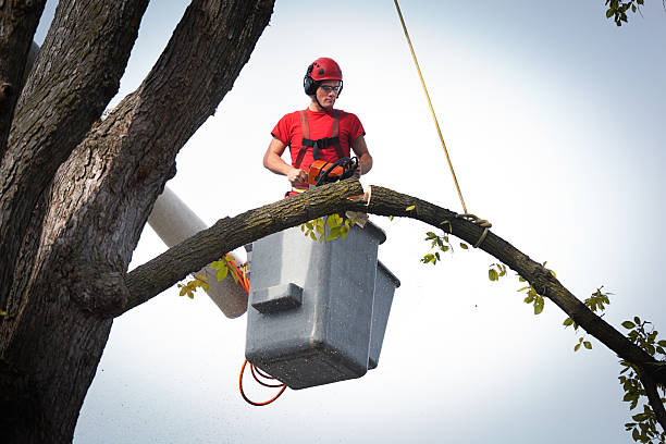 How Our Tree Care Process Works  in  Lincroft, NJ